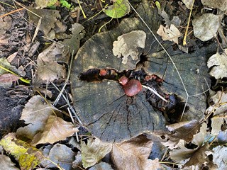 IMG_3926