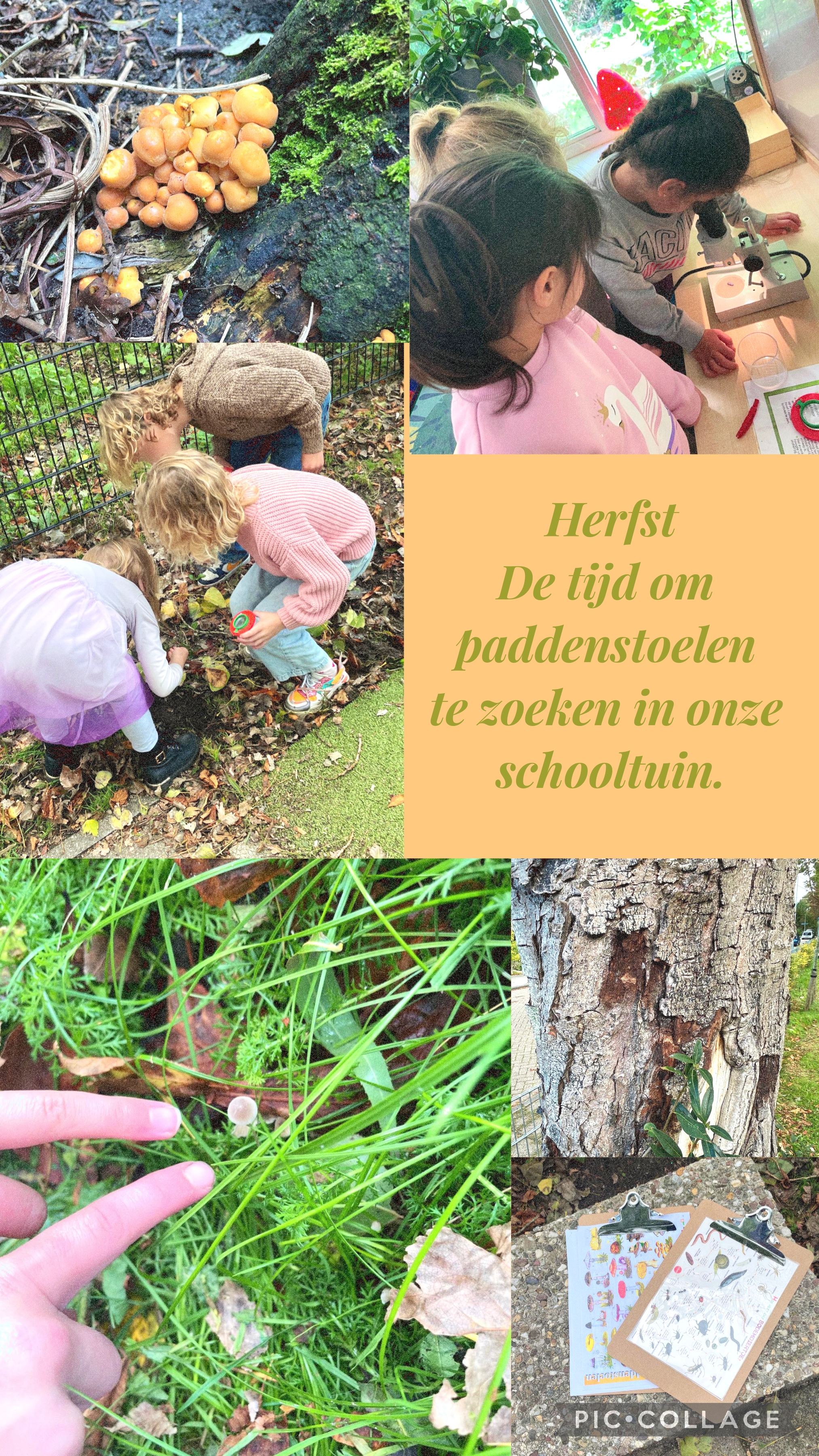 Paddenstoelen zoeken