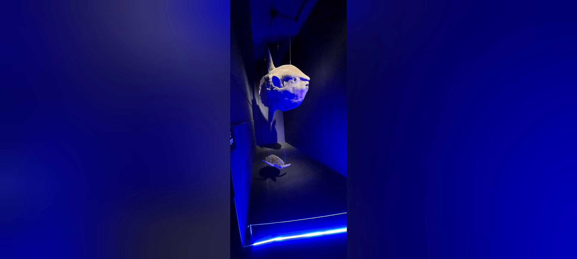 Naturalis